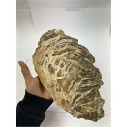 Pair of polished petrified wood specimen, sliced in cross-section and polished to both side to reveal an array of colours, texture to edges, H16cm, L30cm