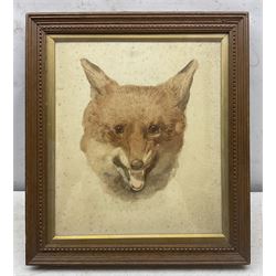 William Woodhouse (British 1857-1939): Smiling Fox, watercolour signed with initials and dated 1897, 34cm x 30cm 