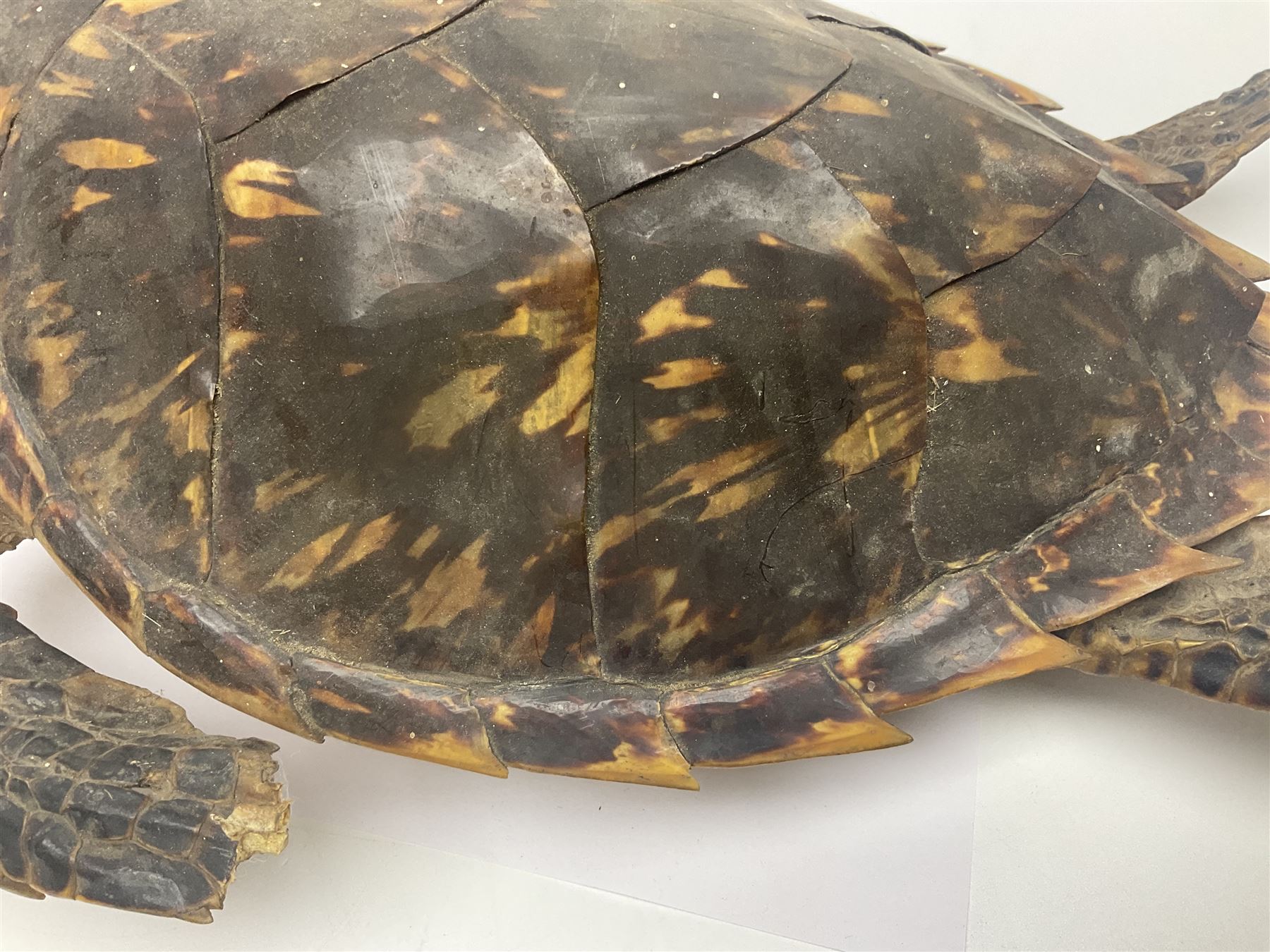 Taxidermy: Hawksbill Sea Turtle (Eretmochelys imbricata), juvenile full mount, beak to shell base, 40cm