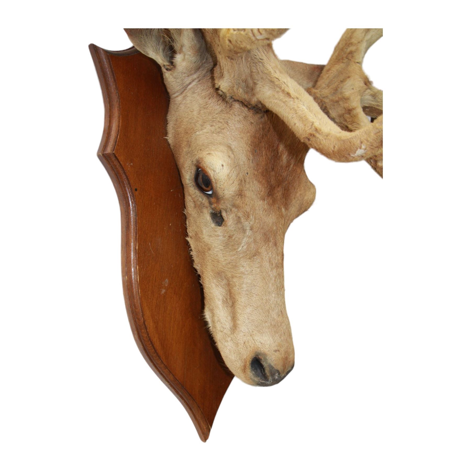 Taxidermy; Red Deer (Cervus elaphus), adult male, the antlers 'in velvet', upon a wooden shield, H85cm