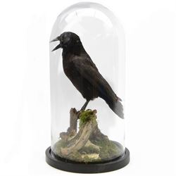 Taxidermy; Cased Carrion Crow (Corvus corone), full adult mount perched upon a branch in a...