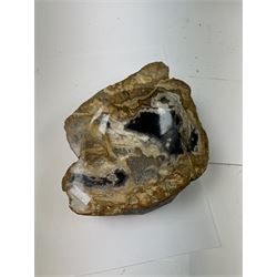 Polished petrified wood dish, some growth rings still visible and a blackened parts, texture to edge, H5cm