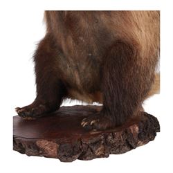 Anthropomorphic Taxidermy: European Badger (Meles meles) stick stand, full adult mount in standing pose, wearing glass, bowtie and cuffs, upon a rustic wooden base, H76cm  