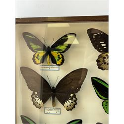 Entomology: Single glazed display of Birdwing (Ornithoptera) butterflies, circa 20th century, single glazed display containing seven various specimens, including Cape York birdwing (Ornithoptera priamus), Rothschild's birdwing (ornithoptera rothschildi), some with attached data labels and name labels, all pinned upon foam backing, enclosed within a glazed entomology drawer, makers label to verso 'Product of J.J Hill & Son, London N.W.10', H45cm, L35cm