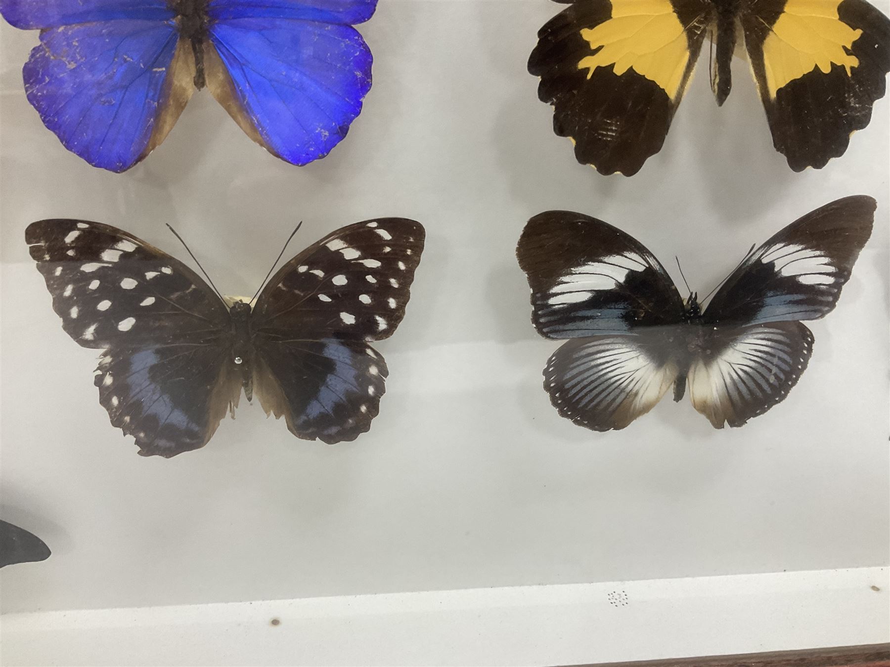 Entomology: Single glazed display of butterflies and moths, single glazed display containing twenty four specimens, including Papilip nireus, Papioio protenor, Morpho rhentenor, Vindula dejone etc, enclosed within a glazed entomology case, H50cm, W61cm