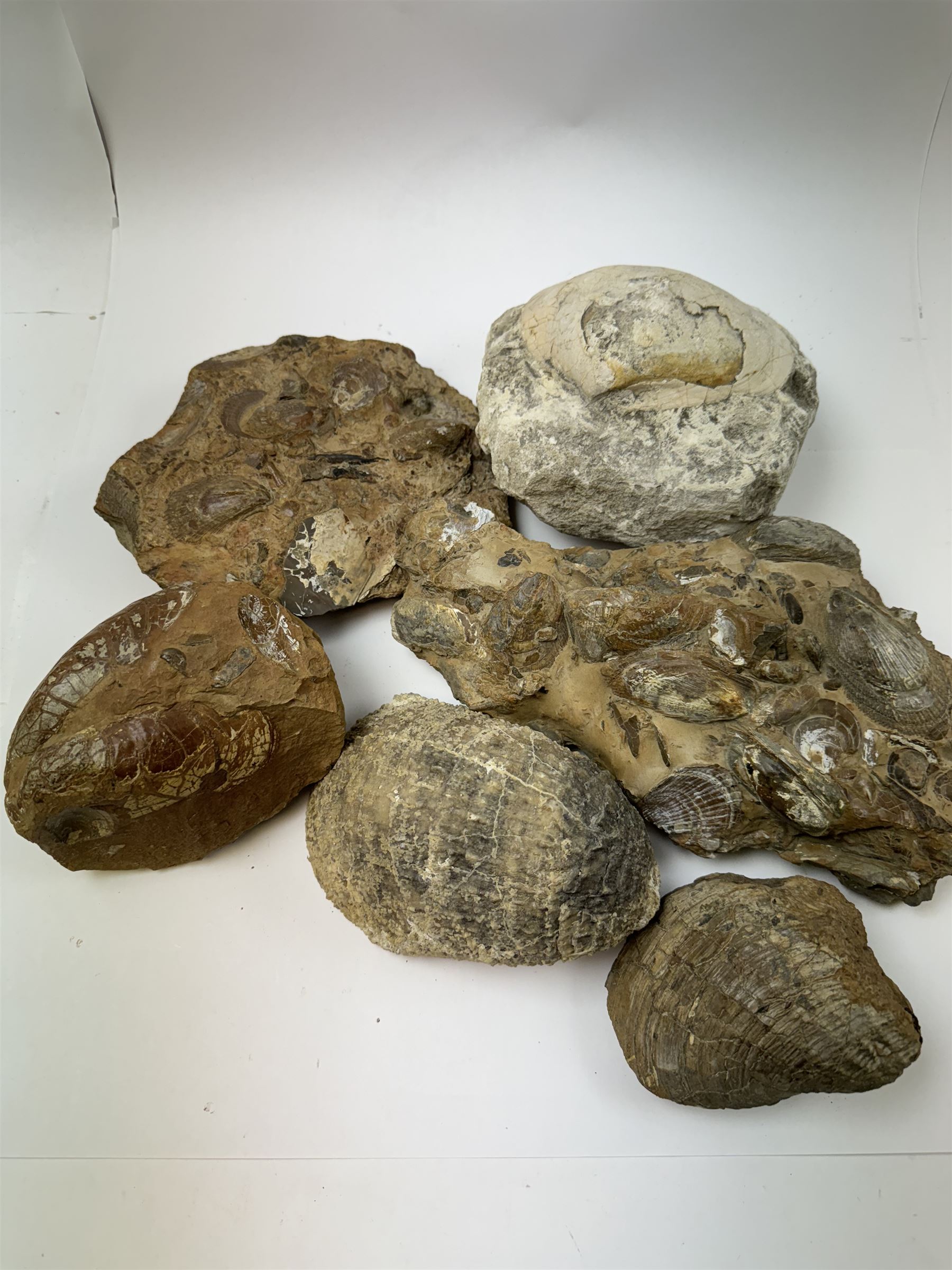 Six shell fossils, including devils toenail (Gryphaea arcuata), Venericardia etc, location Scunthorpe 