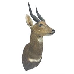 Taxidermy: Cape Bushbuck (Tragelaphus sylvaticus), an adult shoulder mount looking straight ahead, H80cm