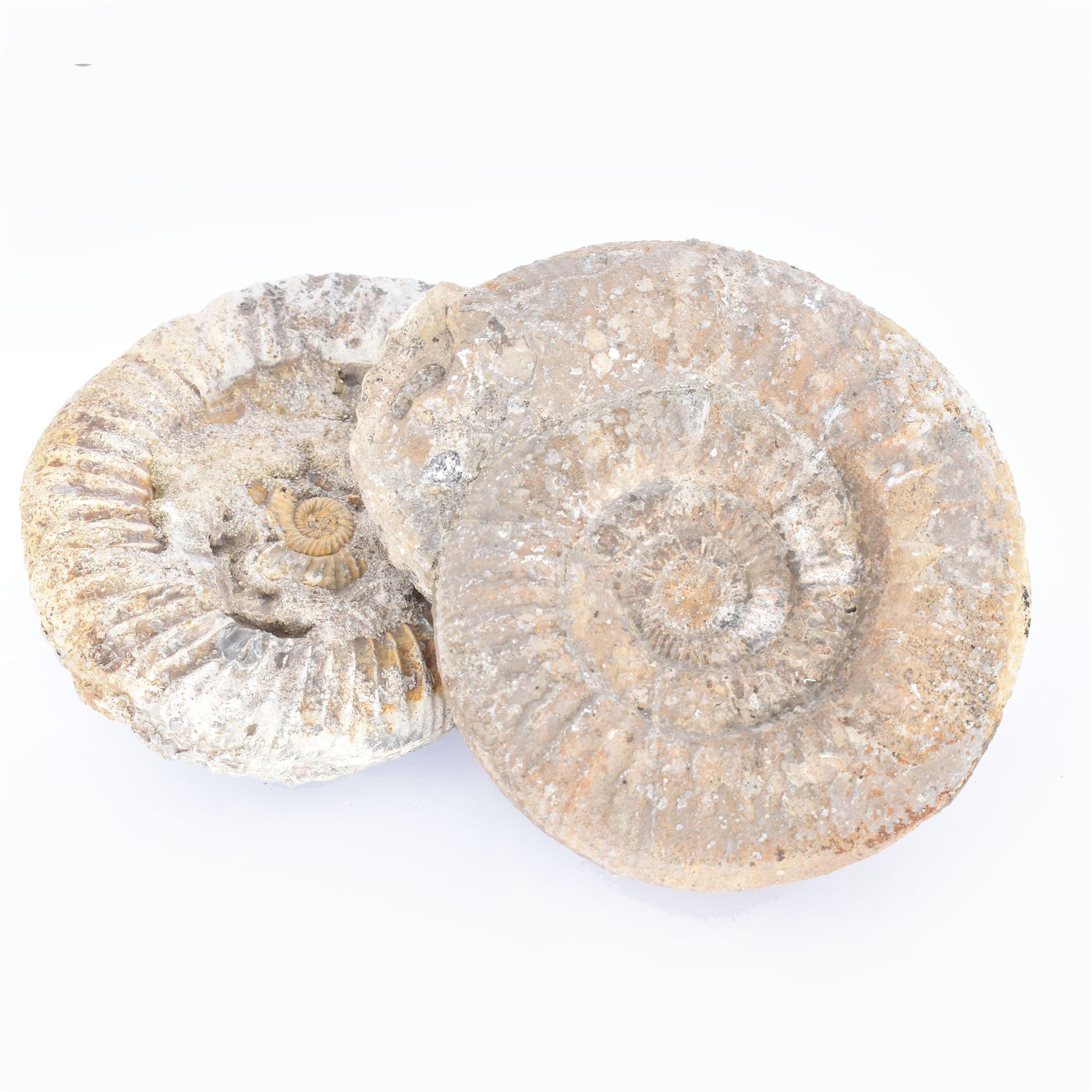 Two perisphinctes ammonite fossils, age; Cretaceous period, location; Morocco, W16cm