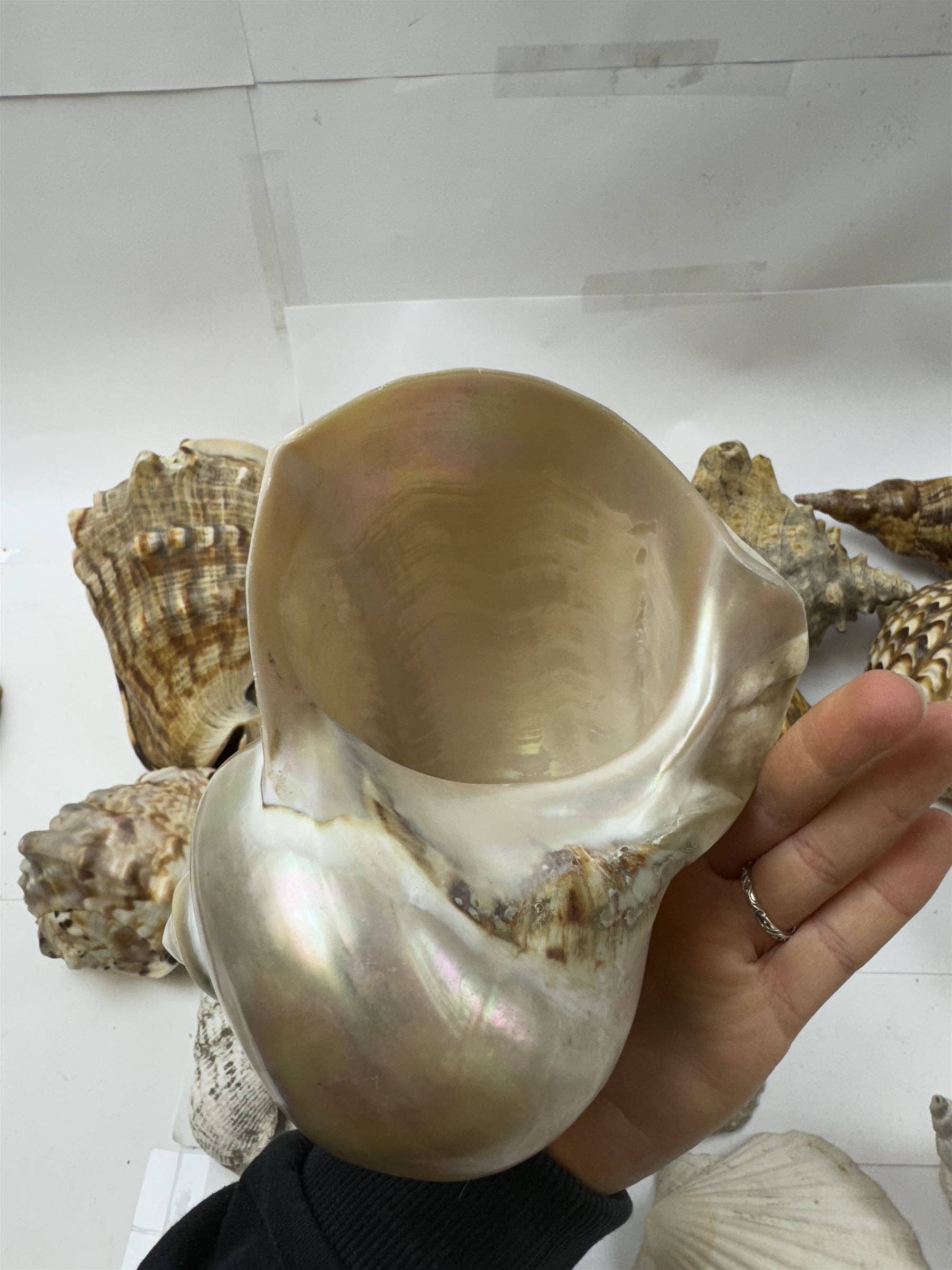 Conchology: selection of shells, including mother of pearl Turbo Marmaratus shell, Conch shells, Triton shell etc 