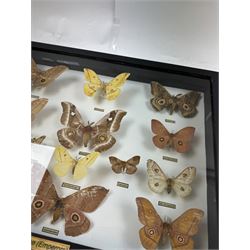 Entomology: Single glazed display of African Saturniidae (Emperors) moths, circa 20th century, single glazed display containing fourteen various specimens, some with attached data labels, all pinned upon foam backing and named labels, enclosed within a glazed ebonised display case, H39cm, L50cm