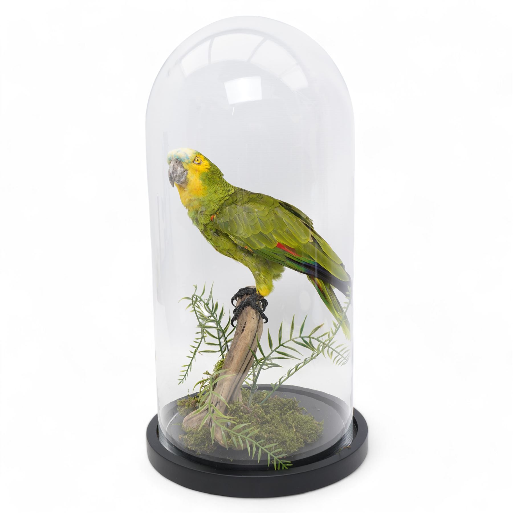 Taxidermy - Orange-Winged Amazon (Amazona Amazonica), full adult mount upon branch in naturalistic setting, enclosed within glass dome H52cm - UK Sale only 