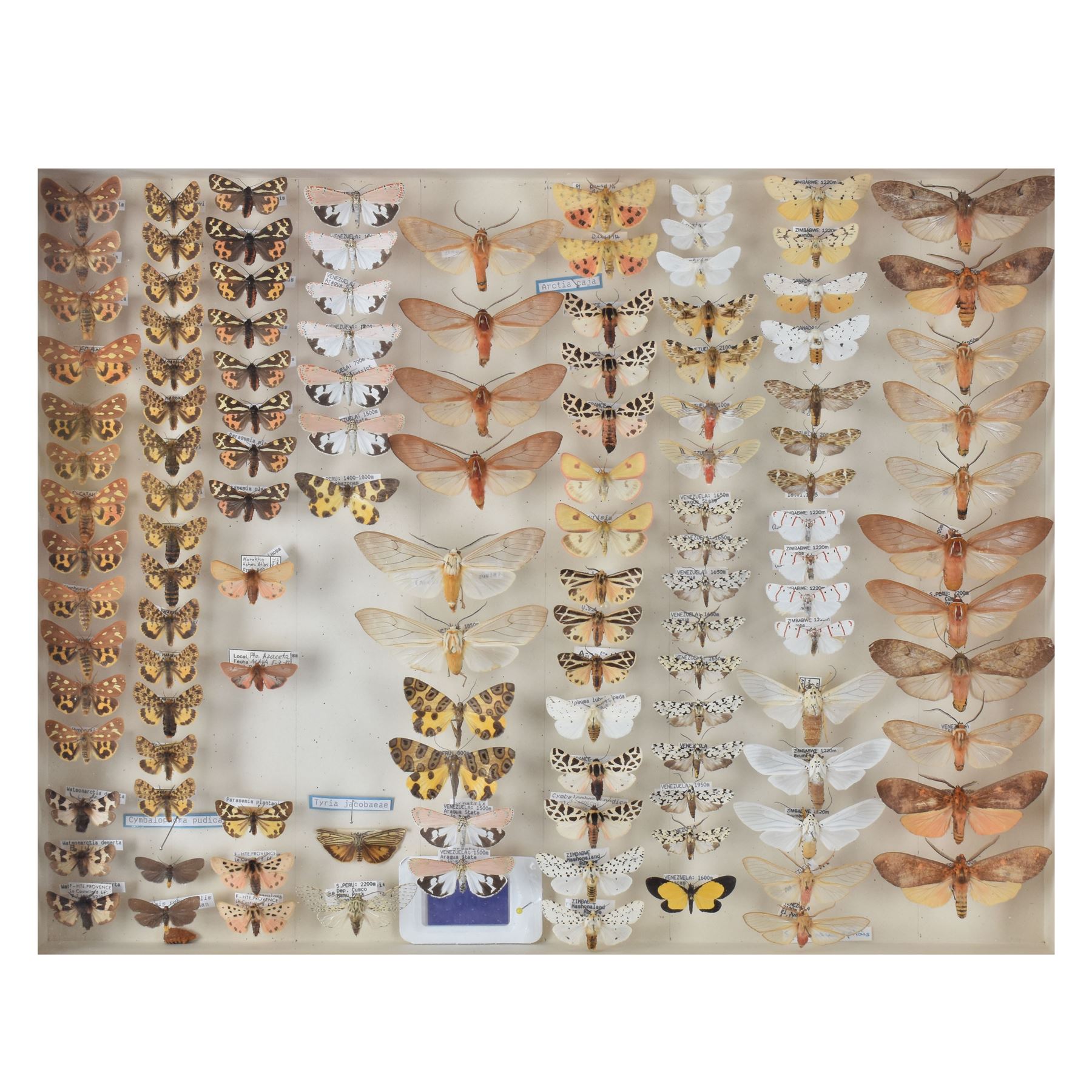 Entomology: Single glazed display of moths, circa 20th century, single glazed display containing one hundred and twenty two various specimens, mainly Arctidae (Tiger) moths, with attached data labels, all pinned upon foam backing and named labels, enclosed within a glazed entomology drawer,  H35cm, L45cm