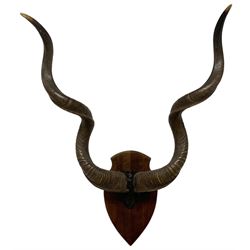 Antlers / Horns: Pair of Cape Greater Kudu Horns (Strepsiceros strepsiceros) on uppser skull mounted on oak shield H115cm 