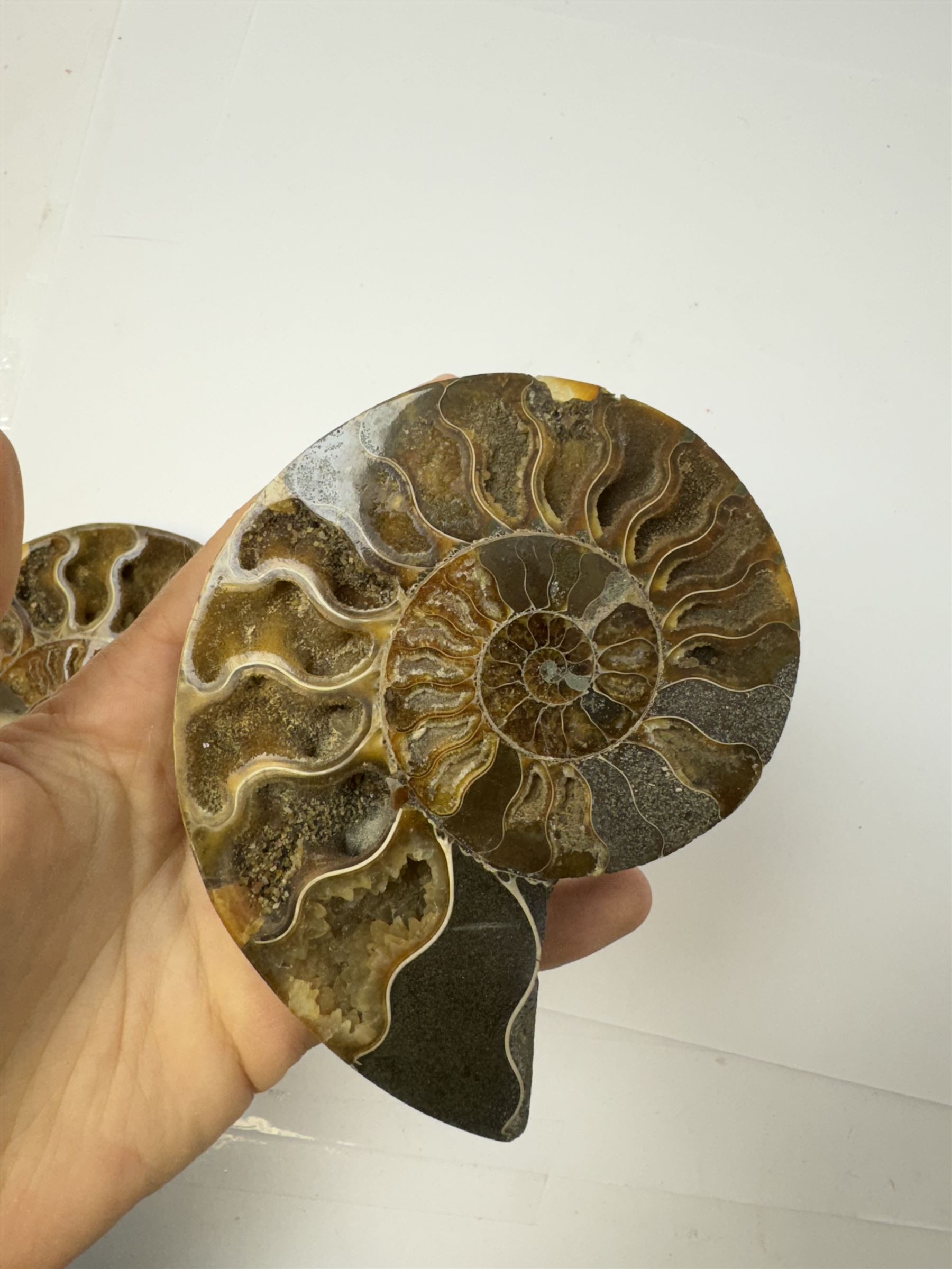 Pair of Cleoniceras ammonite fossil slices, with polished finish, age: Cretaceous period, location: Madagascar, D12cm