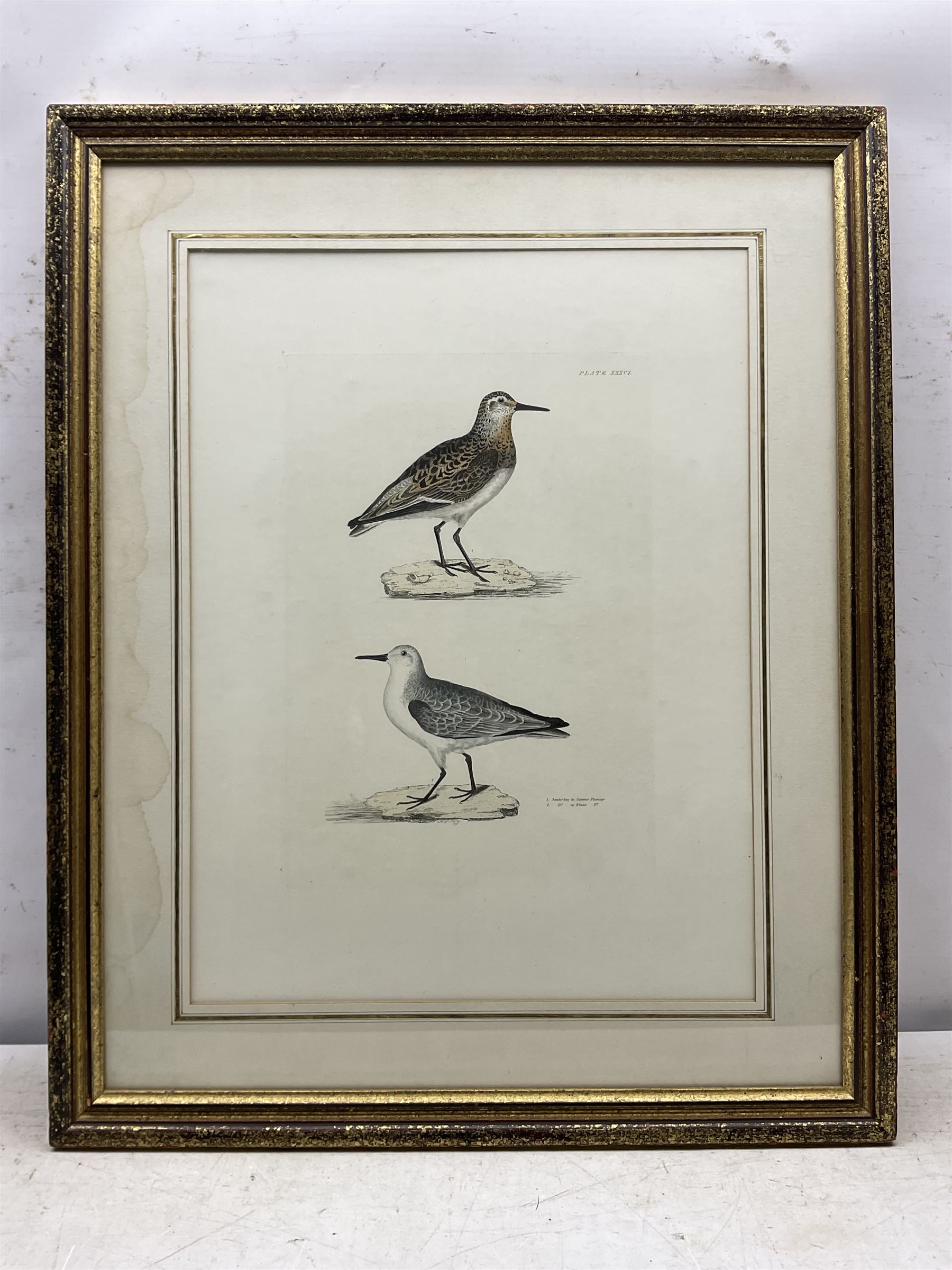 Prideaux John Selby (British 1788-1867): 'Sanderling', engraving with hand-colouring signed in the plate 40cm x 28cm