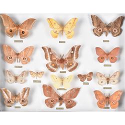 Entomology: Single glazed display of African Saturniidae (Emperors) moths, circa 20th century, single glazed display containing fourteen various specimens, some with attached data labels, all pinned upon foam backing and named labels, enclosed within a glazed ebonised display case, H39cm, L50cm