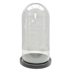 Glass dome upon circular base, H53cm