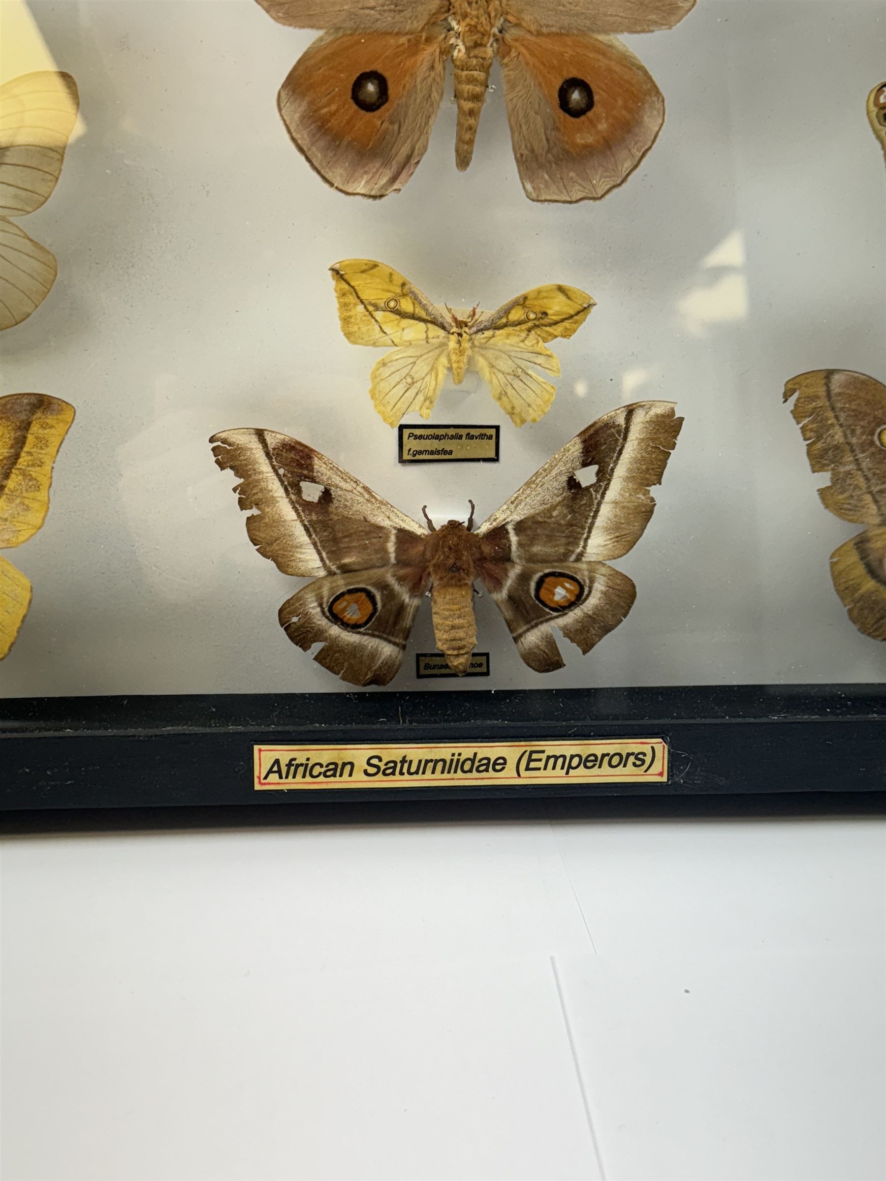 Entomology: Single Glazed Display Of African Saturniidae (emperors 