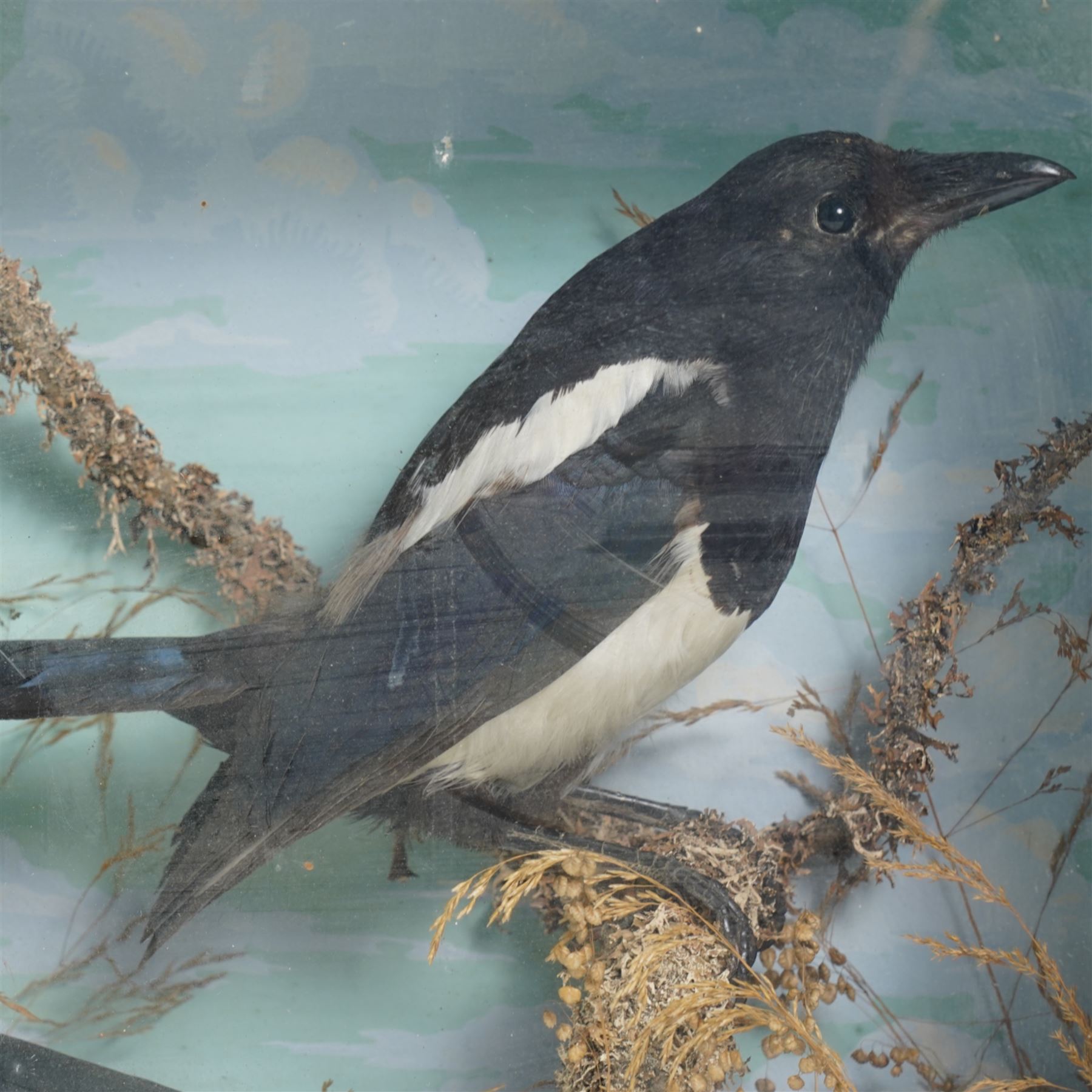 Taxidermy: Victorian pair of magpies (Pica Pica), full mount, painted backboard in glazed display case, 53cm x 36cm x 14cm