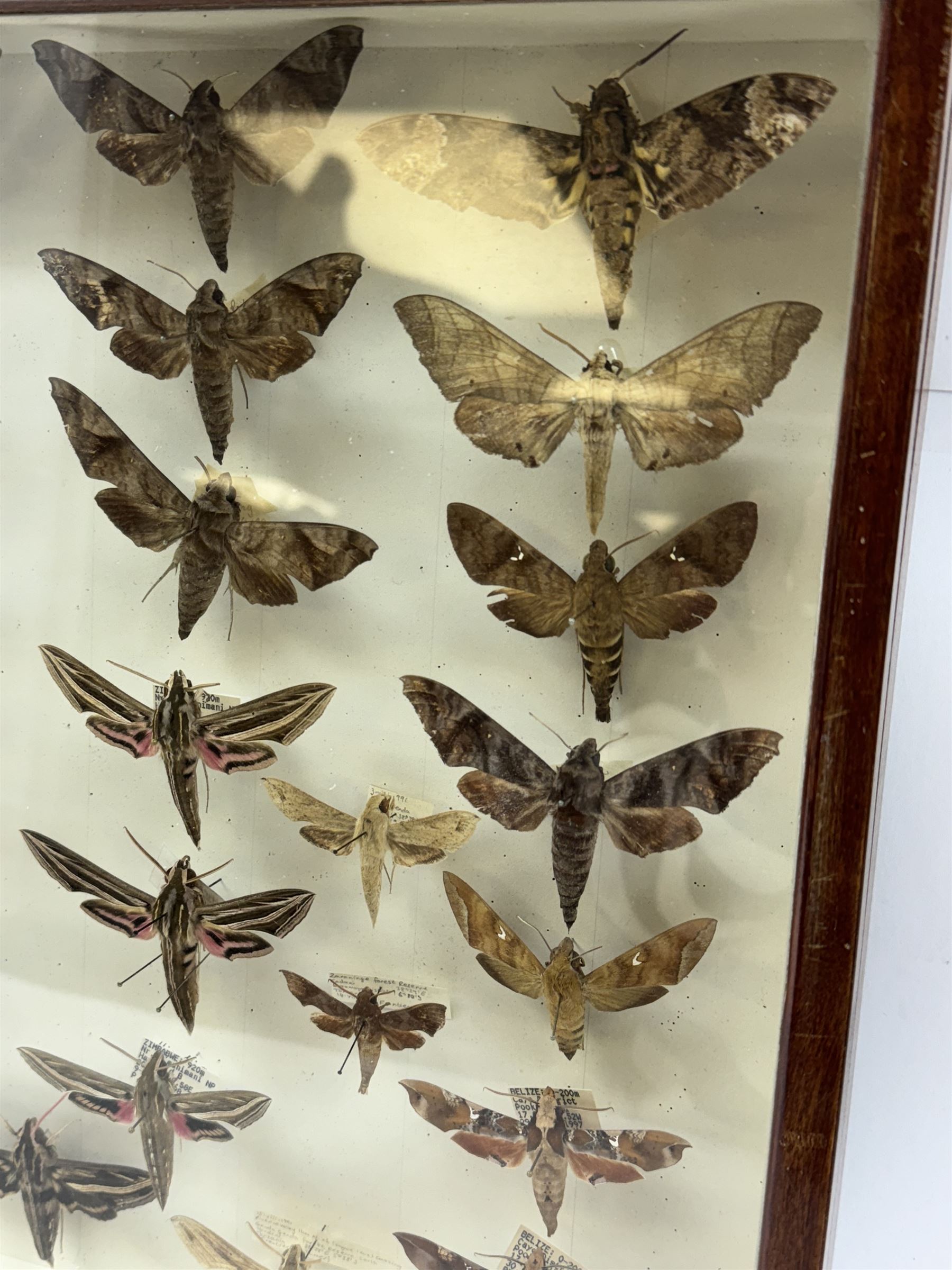 Entomology: Single glazed display of Hawk (Sphingidae) moths, circa 20th century, single glazed display containing thirty various specimens, maily with attached data labels, all pinned upon foam backing and named labels, enclosed within a glazed entomology drawer,  H35cm, L45cm