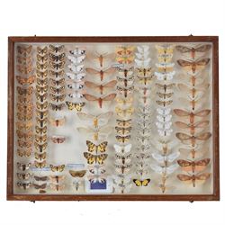 Entomology: Single glazed display of moths, circa 20th century, single glazed display containing one hundred and twenty two various specimens, mainly Arctidae (Tiger) moths, with attached data labels, all pinned upon foam backing and named labels, enclosed within a glazed entomology drawer,  H35cm, L45cm