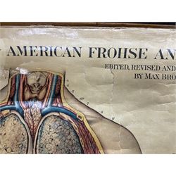 20th century Adam Rouilly anatomical diagram, 'American Frohse Anatomical Charts Edited Revised and Augmented by Max Brodel', on wooden scroll, approximately overall H158cm W108