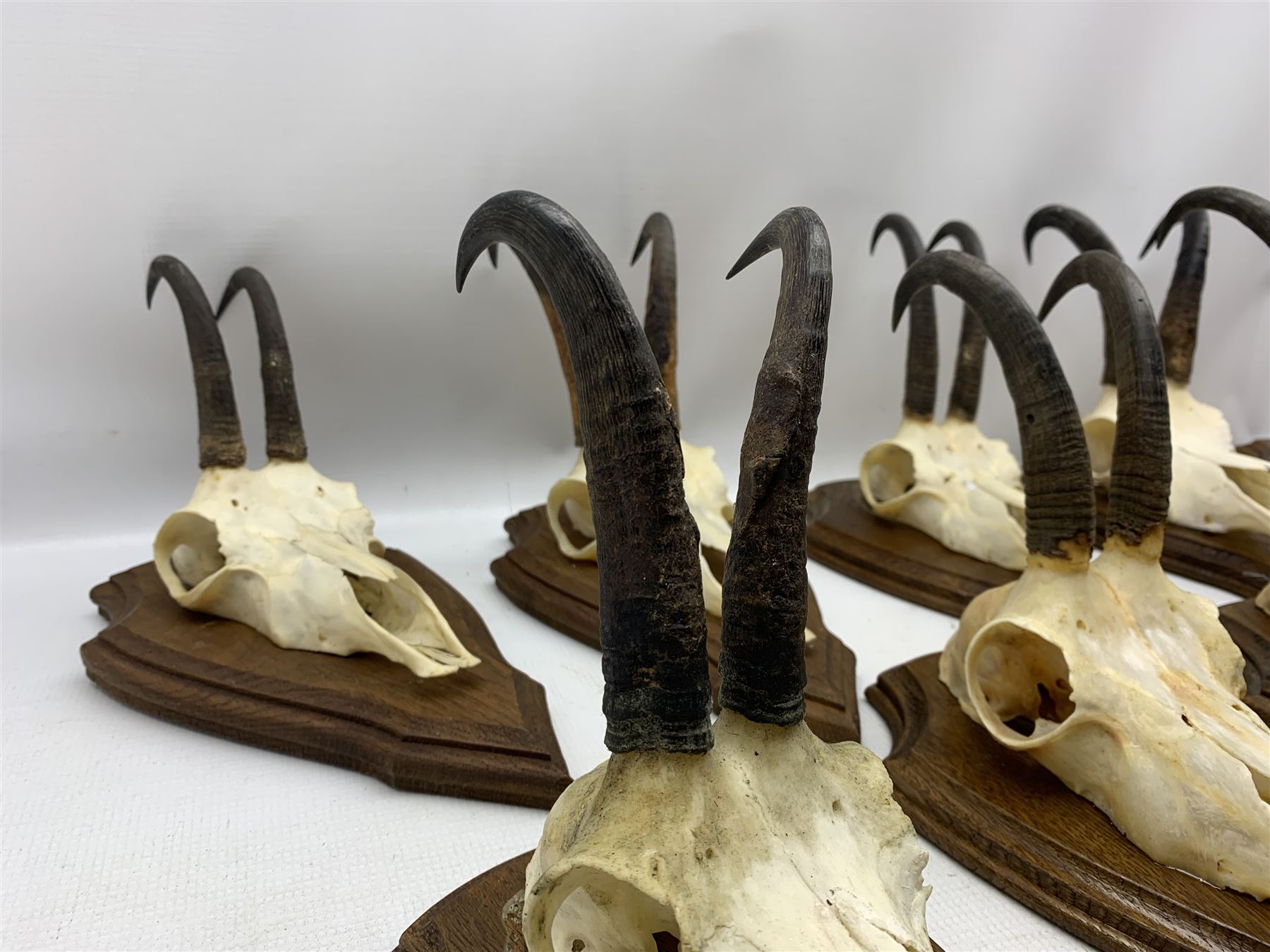 Antlers / Horns: Collection of Alpine Chamois horns on upper skulls mounted on shields (10)