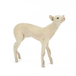 Taxidermy: Domestic Lamb (Ovis aries), full open display mount stood with head upturned to...