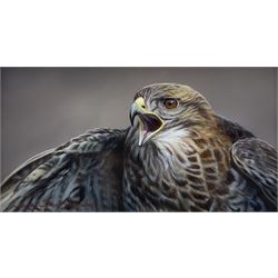 Wayne Westwood (British 1964-2021): Buzzard, oil on panel signed 19cm x 34cm 