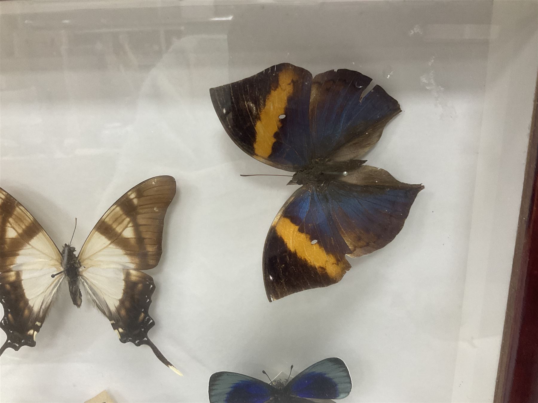 Entomology: Single glazed display of butterflies and moths, single glazed display containing twenty four specimens, including Papilip nireus, Papioio protenor, Morpho rhentenor, Vindula dejone etc, enclosed within a glazed entomology case, H50cm, W61cm