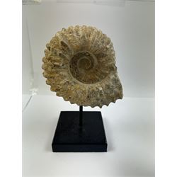 Pair of ammonite fossils, each individually mounted upon a rectangular wooden base, age; Cretaceous period, location; Morocco, H20cm