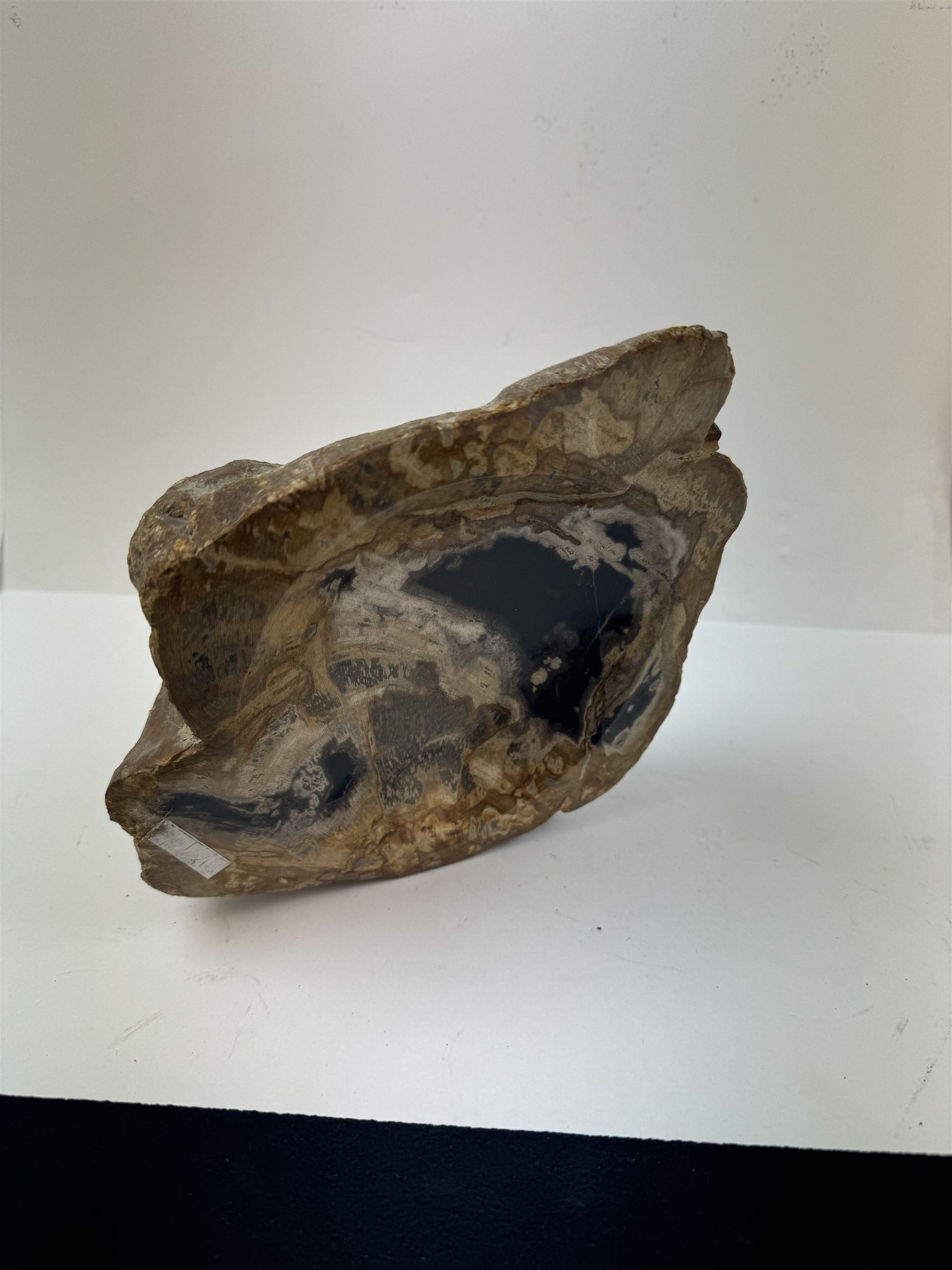 Polished petrified wood dish, some growth rings still visible and a blackened parts, texture to edge, H5cm