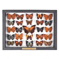 Entomology: Single glazed display of Satyridae butterflies from South America, circa 20th ...