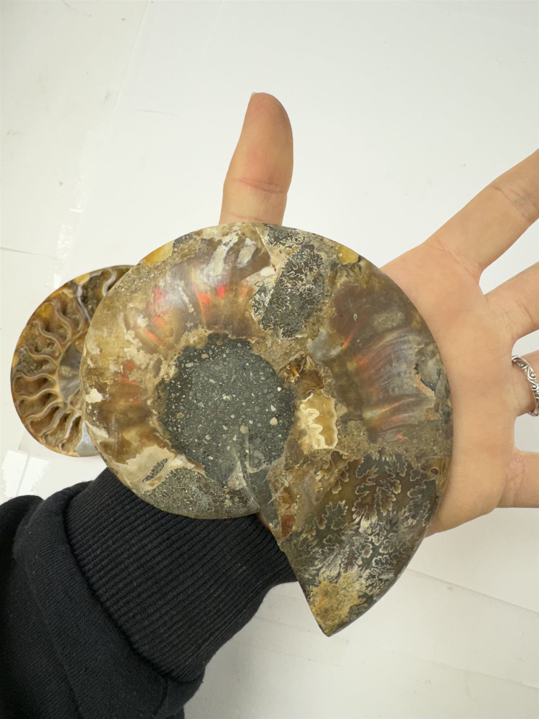 Pair of Cleoniceras ammonite fossil slices, with polished finish, age: Cretaceous period, location: Madagascar, D12cm