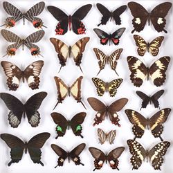 Entomology: Single glazed display of butterflies, circa 20th century, single glazed display containing twenty three various specimens, some with attached data labels, all pinned upon foam backing and named labels, enclosed within a glazed entomology drawer, H46cm, W46cm