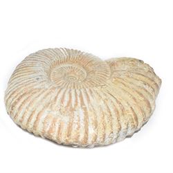 Large ammonite fossil, age; Cretaceous period, location; Morocco, W42cm