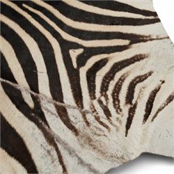 Skins/hides: Zebra skin (Equus Quagga), adult flank hide with head, tail and shortened limbs   L266cm 