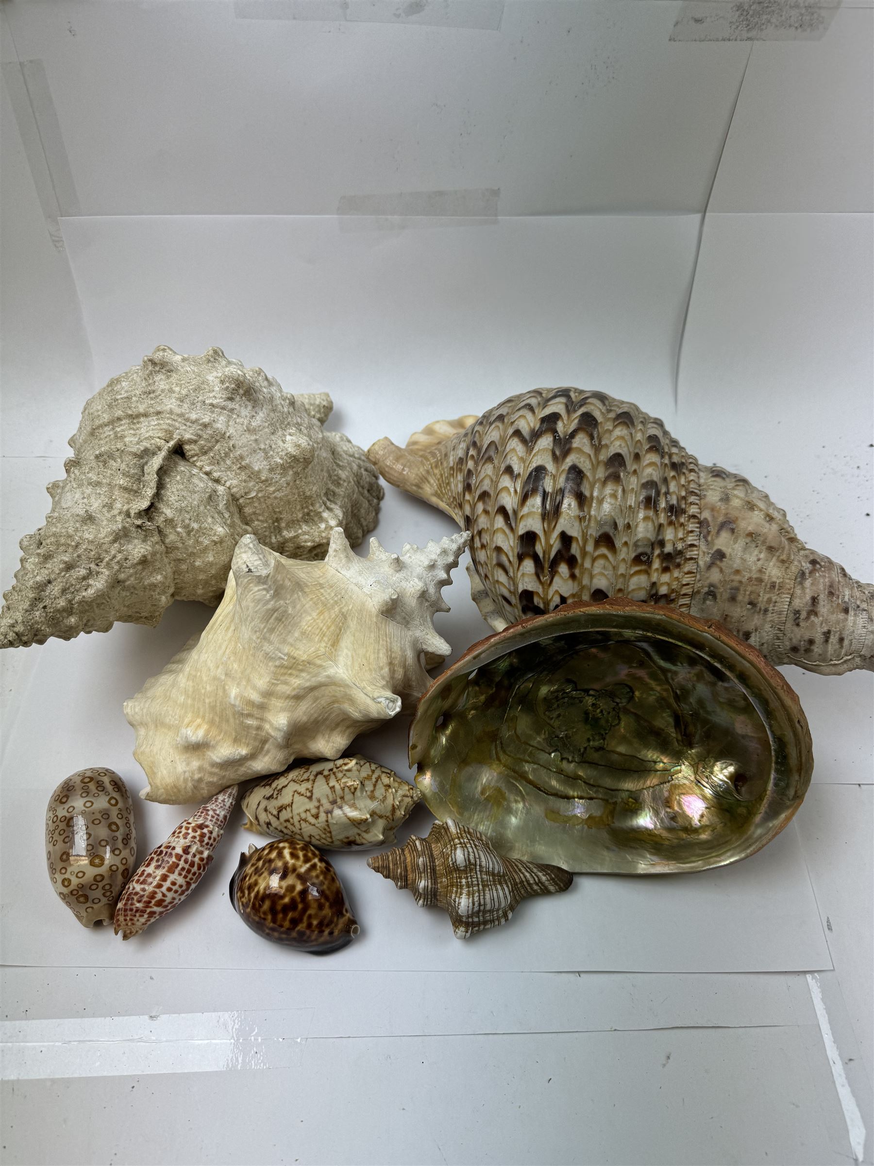 Conchology: collection of shells including Triton, Conch, abalone etc