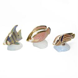 Three Royal Crown Derby Tropical Fish paperweights, comprising Angel Fish, Sweetlips and G...