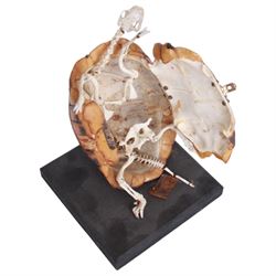 Taxidermy: Leopard Tortoise (Stigmochelys pardalis), the shell mounted upon an ebonised wooden base, with hinged mechanise opening to relieve a skeleton, H17cm  