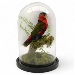 Taxidermy - Black-Capped Lory (Lorius Lory), full adult mount on branch in naturalistic se...