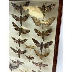 Entomology: Single glazed display of Hawk (Sphingidae) moths, circa 20th century, single glazed display containing thirty various specimens, maily with attached data labels, all pinned upon foam backing and named labels, enclosed within a glazed entomology drawer,  H35cm, L45cm