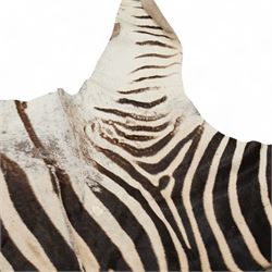 Skins/hides: Zebra skin (Equus Quagga), adult flank hide with head, tail and shortened limbs   L266cm 