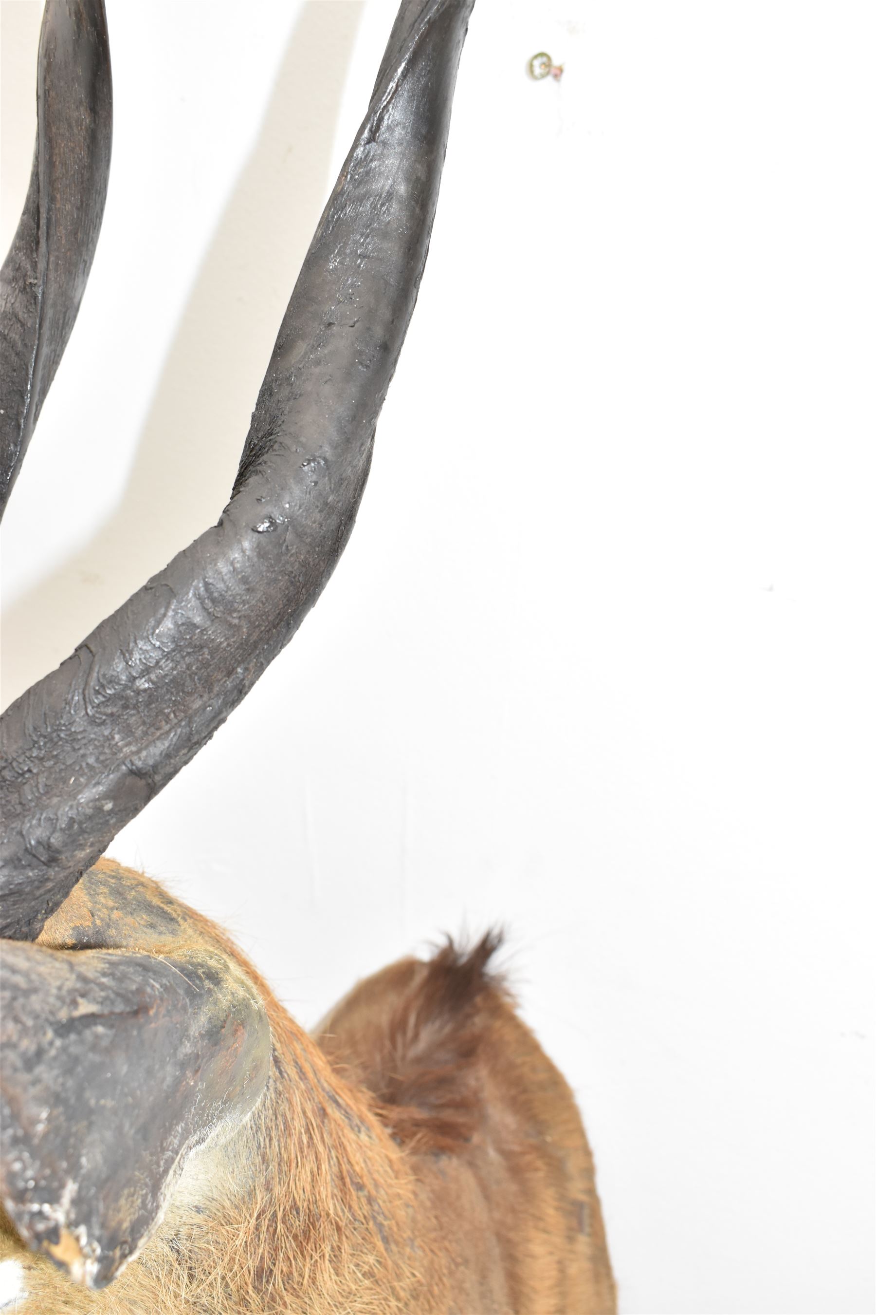 Taxidermy: Cape Bushbuck (Tragelaphus sylvaticus), an adult shoulder mount looking straight ahead, H78cm