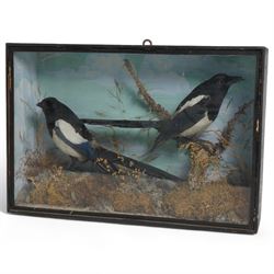 Taxidermy: Victorian pair of magpies (Pica Pica), full mount, painted backboard in glazed display case, 53cm x 36cm x 14cm