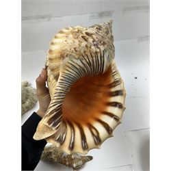 Conchology: collection of shells including Triton, Conch, abalone etc