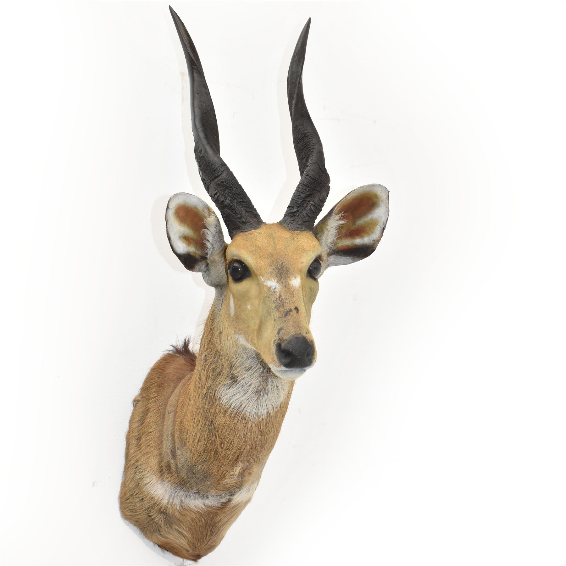 Taxidermy: Cape Bushbuck (Tragelaphus sylvaticus), an adult shoulder mount looking straight ahead, H78cm