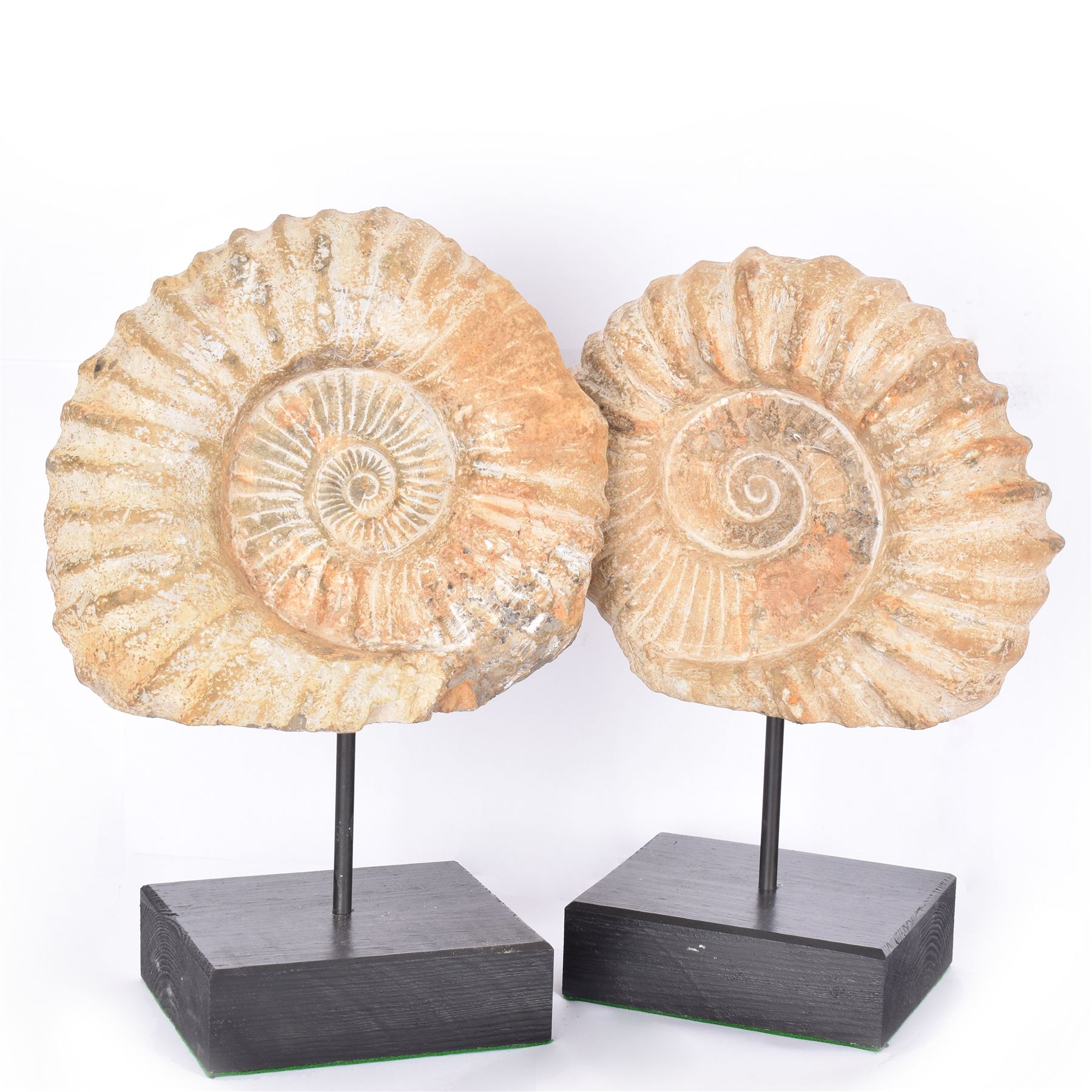 Pair of large ammonite fossil, mounted upon a rectangular wooden base, age; Cretaceous period, location; Morocco, H37cm