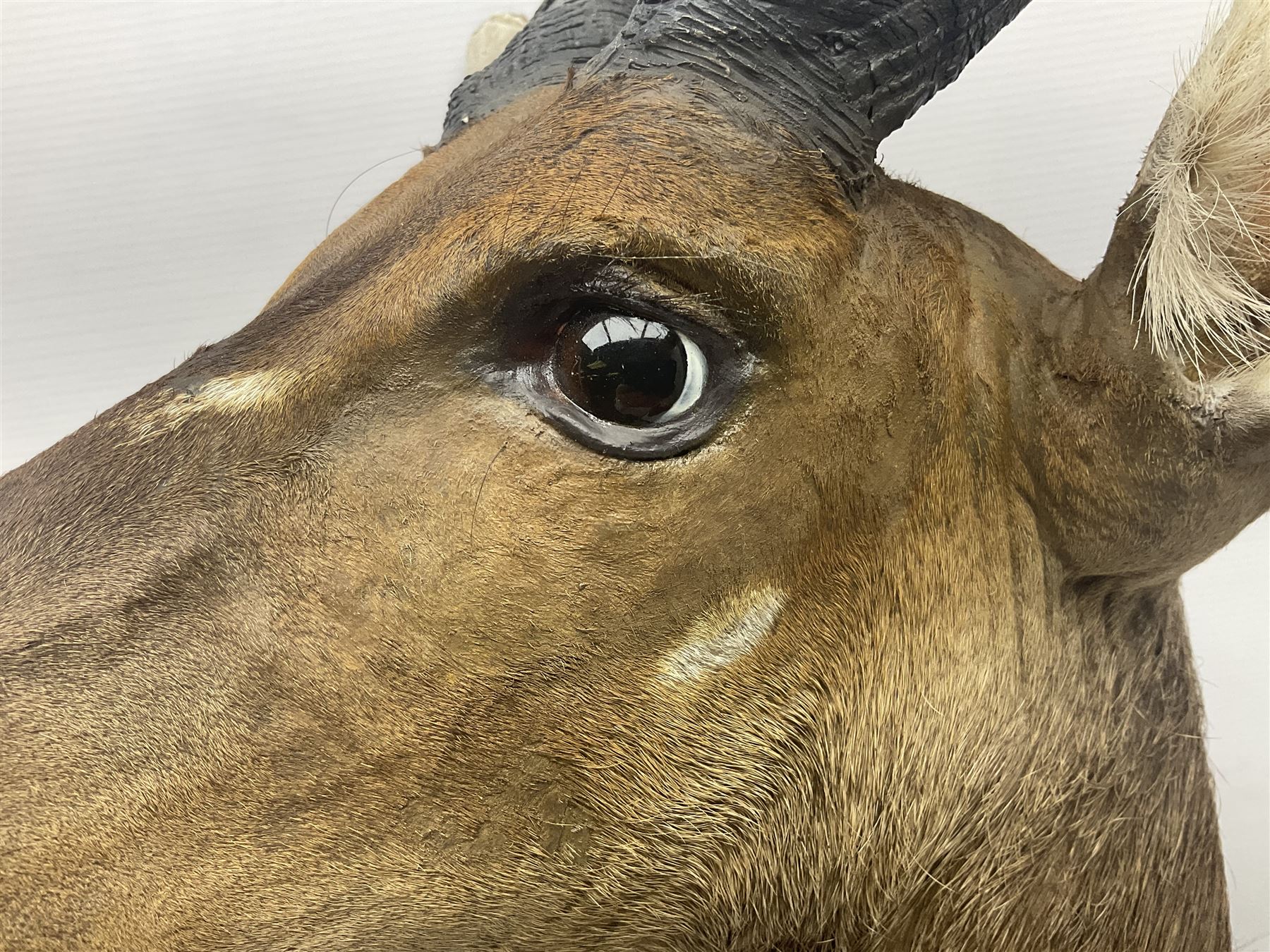 Taxidermy: Cape Bushbuck (Tragelaphus sylvaticus), an adult shoulder mount looking straight ahead, H80cm