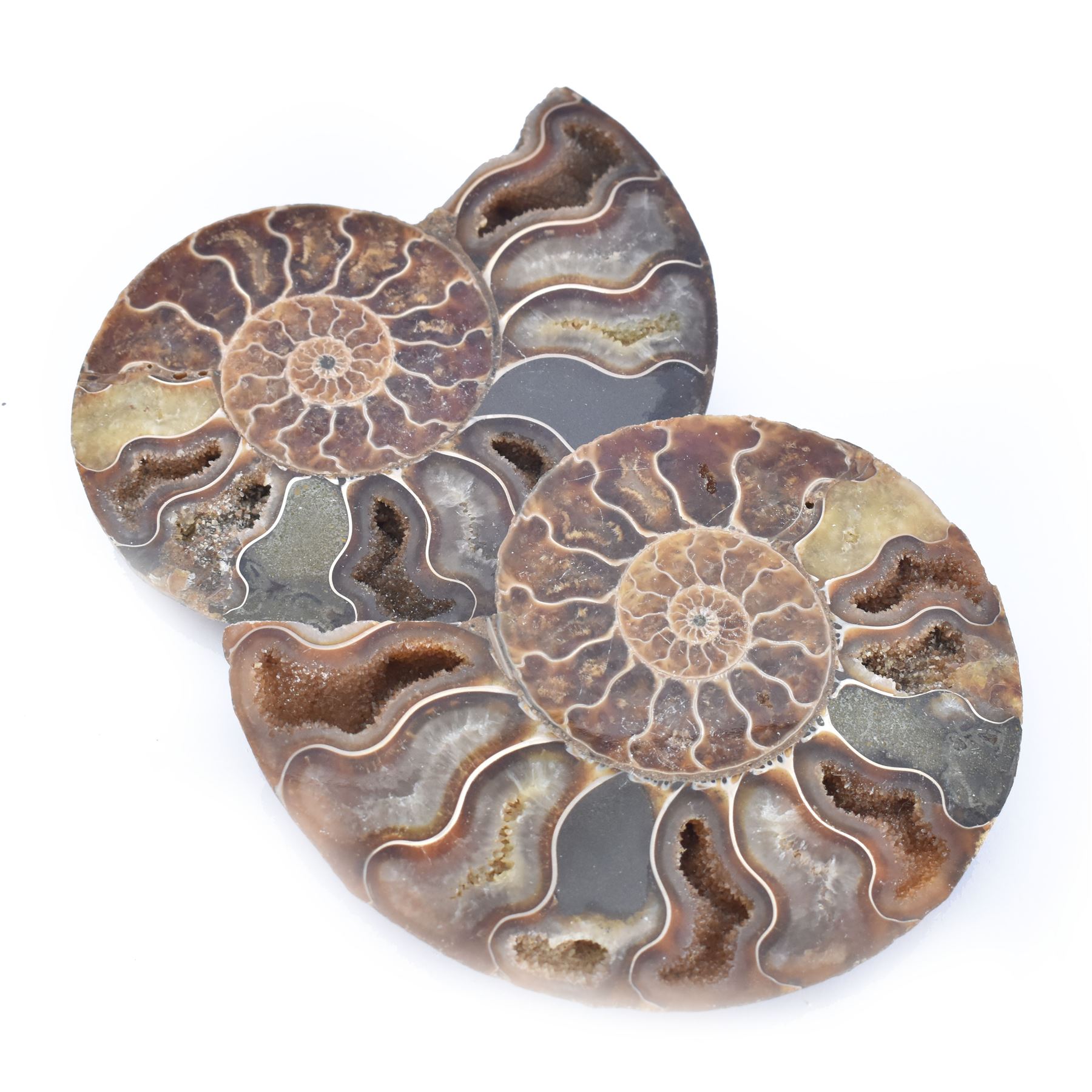 Pair of Cleoniceras ammonite fossil slices, with polished finish, age: Cretaceous period, location: Madagascar, D12cm